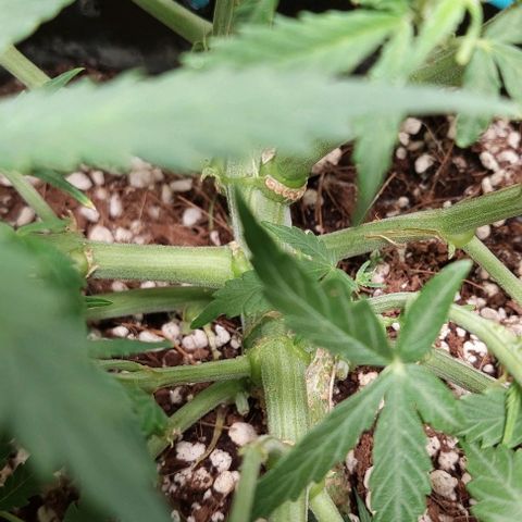Green gelato growlog timeline photo