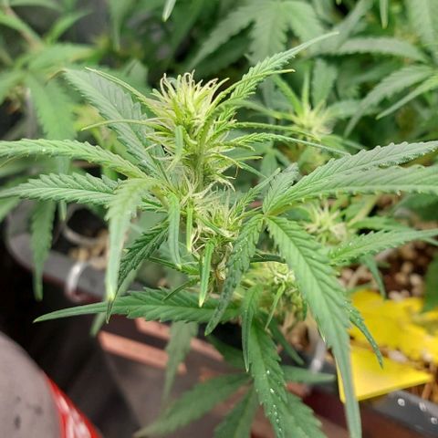 Green gelato growlog timeline photo