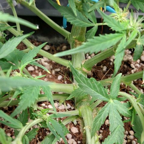 Green gelato growlog timeline photo
