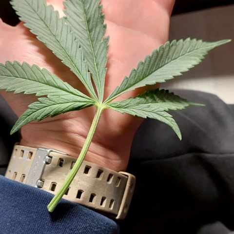 Green gelato growlog timeline photo