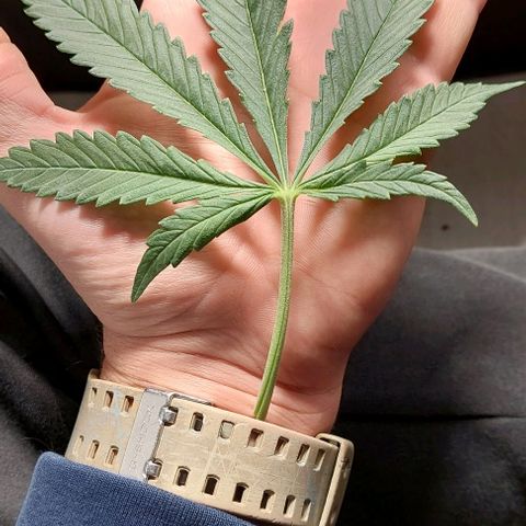 Green gelato growlog timeline photo