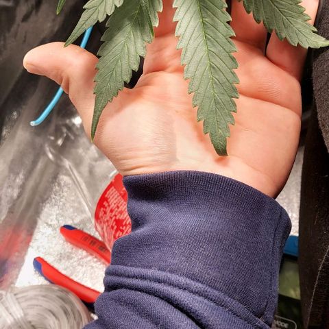 Green gelato growlog timeline photo