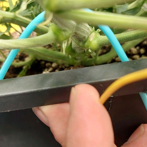 Green gelato growlog timeline photo
