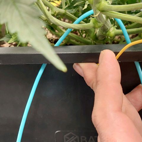 Green gelato growlog timeline photo