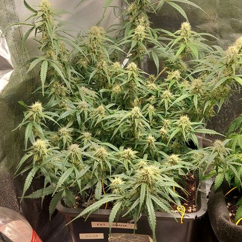 Green gelato growlog timeline photo