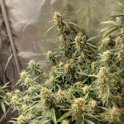 Green gelato growlog timeline photo