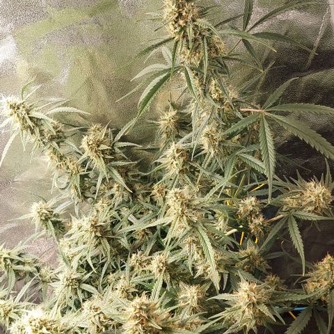 Green gelato growlog timeline photo