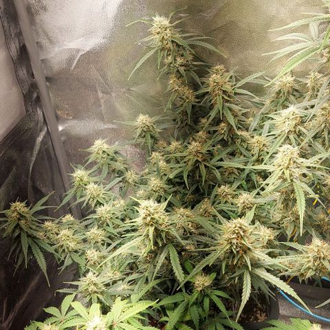 Green gelato growlog timeline photo