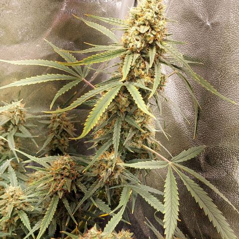 Green gelato growlog timeline photo