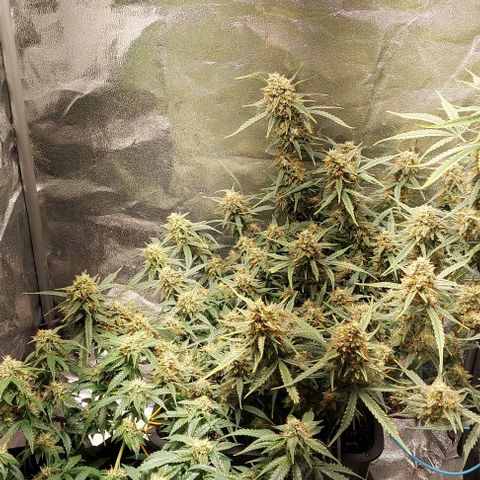 Green gelato growlog timeline photo