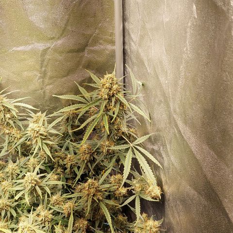 Green gelato growlog timeline photo