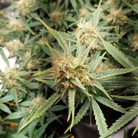 Green gelato growlog timeline photo