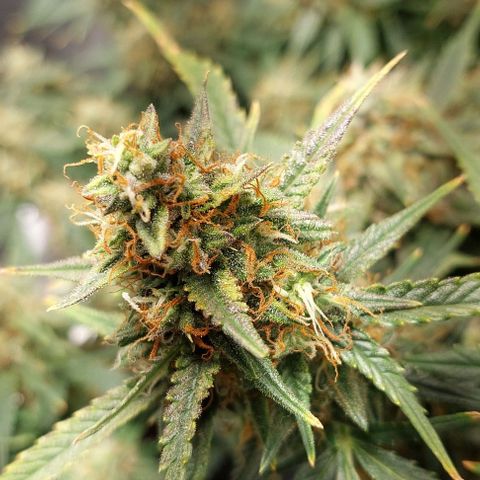 Green gelato growlog timeline photo