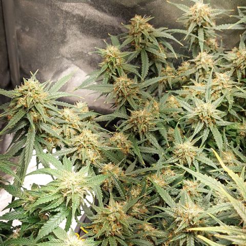 Green gelato growlog timeline photo