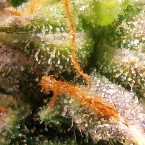 Green gelato growlog timeline photo
