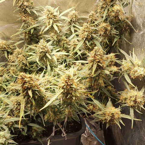 Green gelato growlog timeline photo