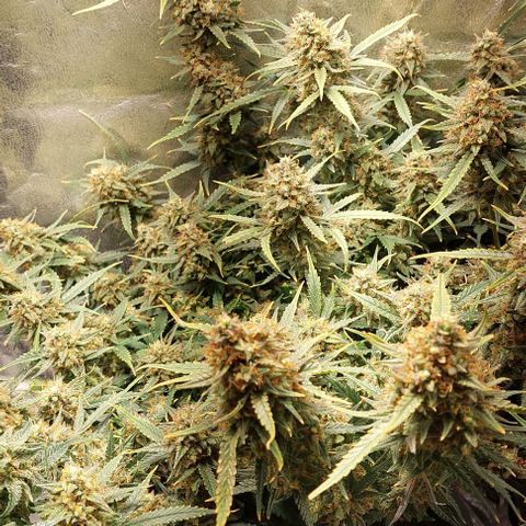 Green gelato growlog timeline photo