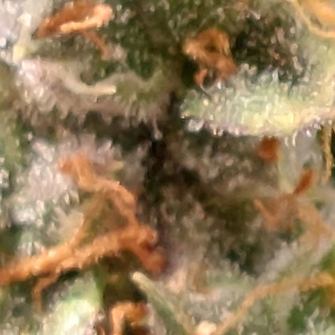 Green gelato growlog timeline photo