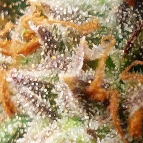 Green gelato growlog timeline photo