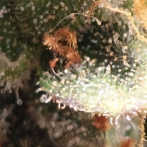 Green gelato growlog timeline photo