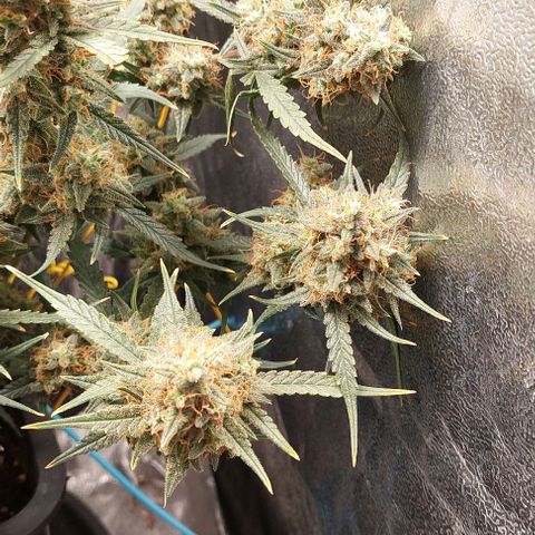 Green gelato growlog timeline photo