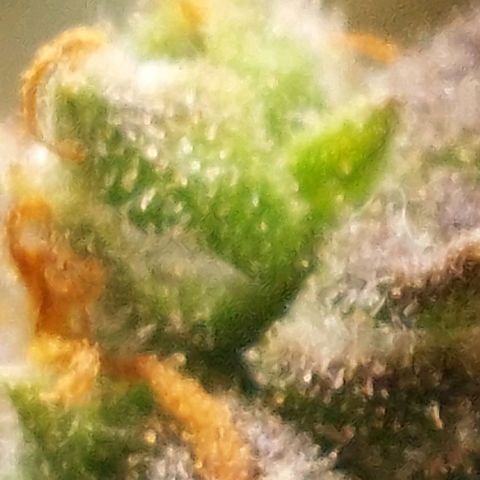 Green gelato growlog timeline photo