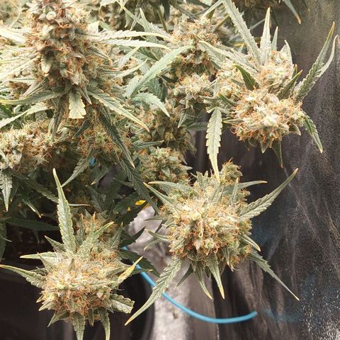 Green gelato growlog timeline photo
