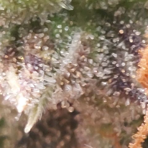 Green gelato growlog timeline photo