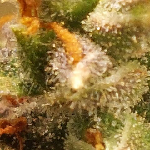 Green gelato growlog timeline photo