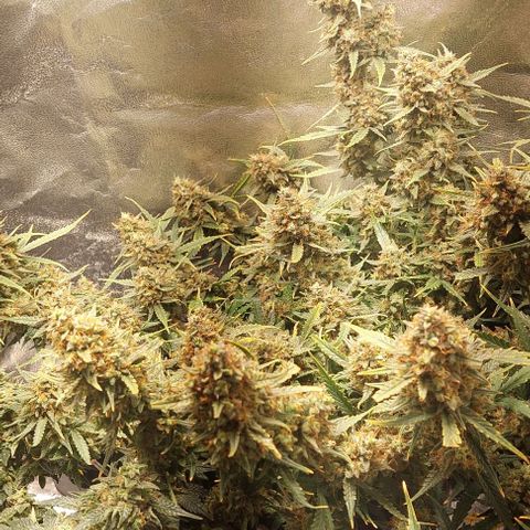 Green gelato growlog timeline photo