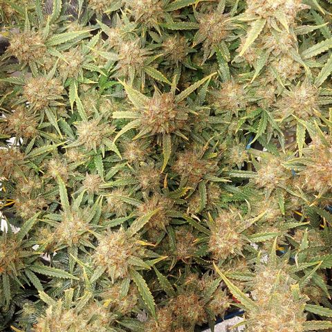 Green gelato growlog timeline photo