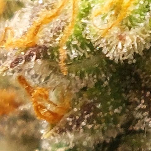 Green gelato growlog timeline photo