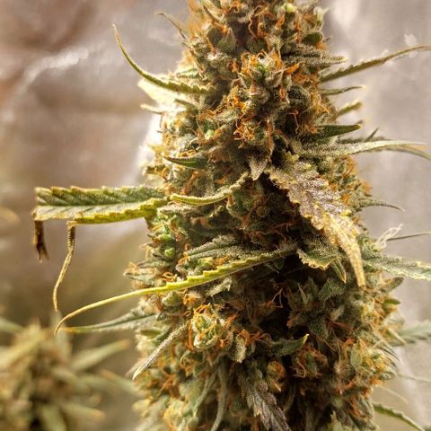 Green gelato growlog timeline photo