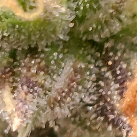 Green gelato growlog timeline photo