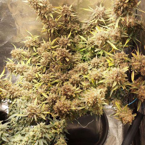 Green gelato growlog timeline photo
