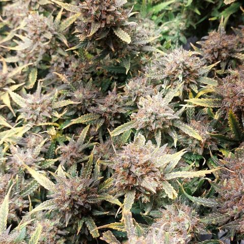 Green gelato growlog timeline photo