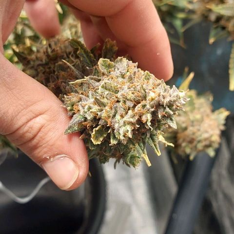 Green gelato growlog timeline photo
