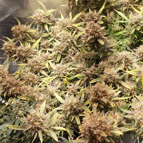 Green gelato growlog timeline photo