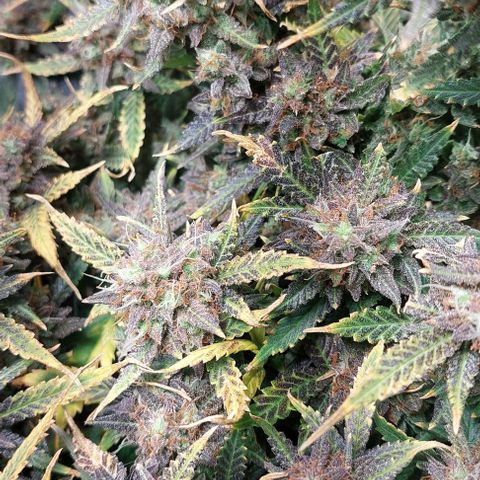 Green gelato growlog timeline photo