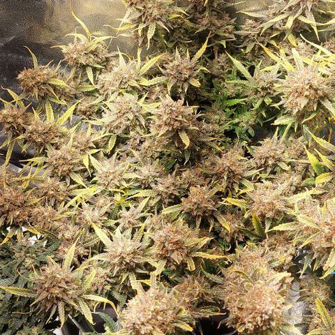 Green gelato growlog timeline photo