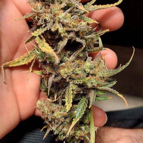 Green gelato growlog timeline photo