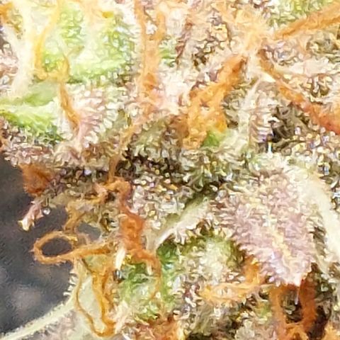 Green gelato growlog timeline photo