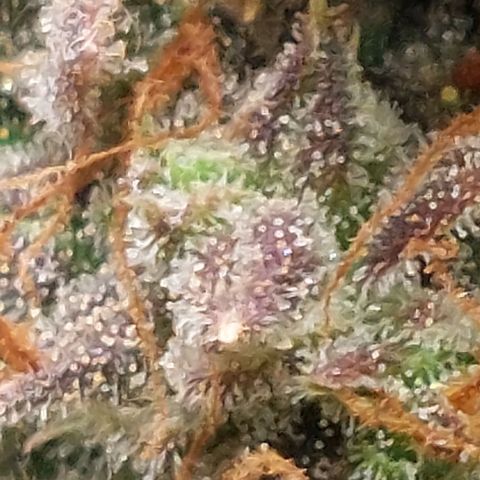 Green gelato growlog timeline photo