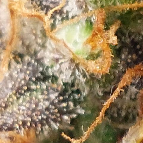 Green gelato growlog timeline photo