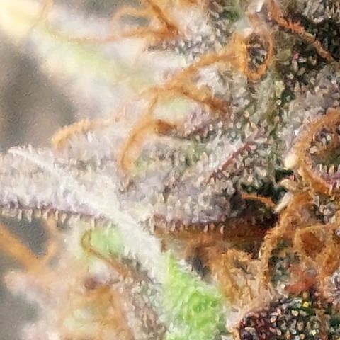 Green gelato growlog timeline photo