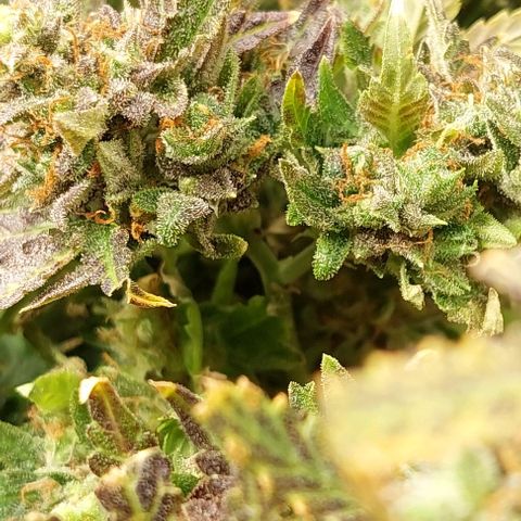 Green gelato growlog timeline photo