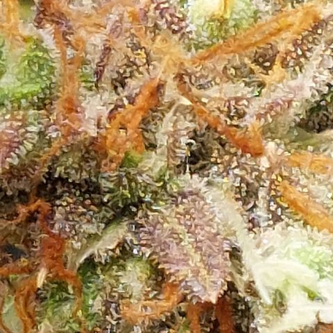Green gelato growlog timeline photo