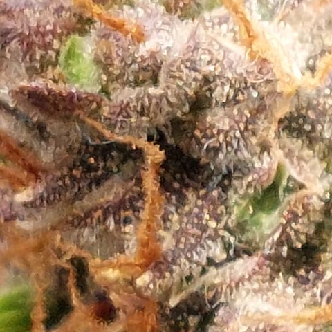 Green gelato growlog timeline photo