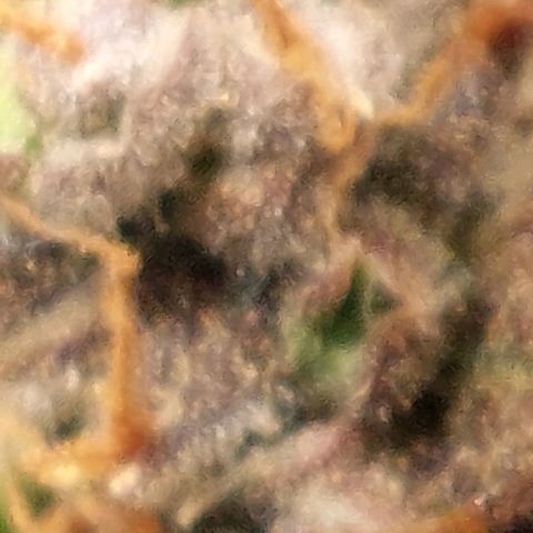 Green gelato growlog timeline photo