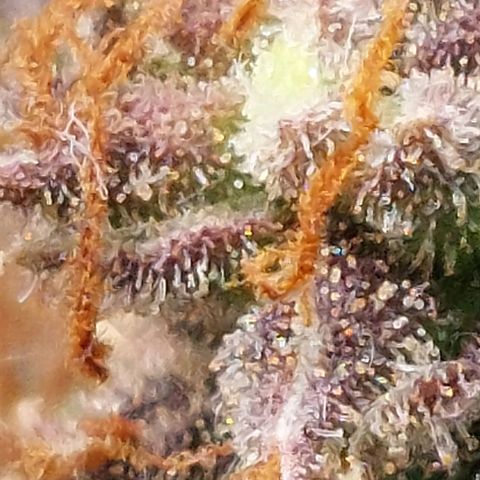 Green gelato growlog timeline photo